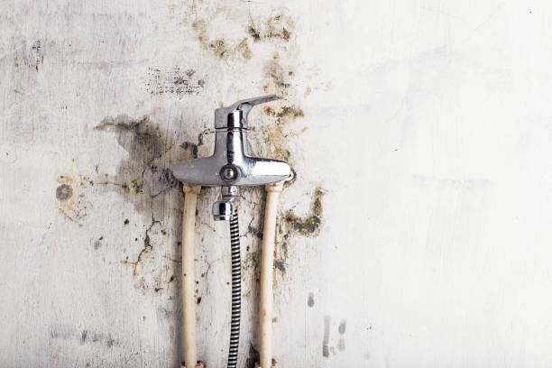 Best Same-Day Mold Removal  in Kingstree, SC