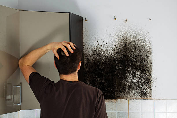 Best Mold Removal Specialists  in Kingstree, SC